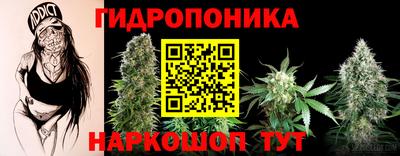 сатива Новокубанск