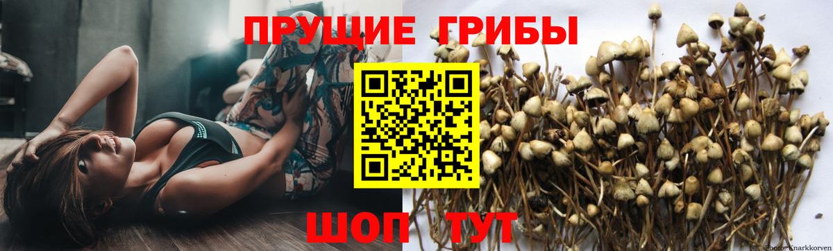 Пугачёв  Псилоцибиновые грибы прущие грибы  Псилоцибиновые грибы Psilocybine cubensis  Вход с VPN 